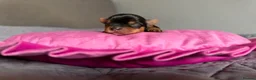 Yorkshire Terrier dogs for sale: Beautiful Yorkshire Terrier Puppies KC reg. - Advert 8