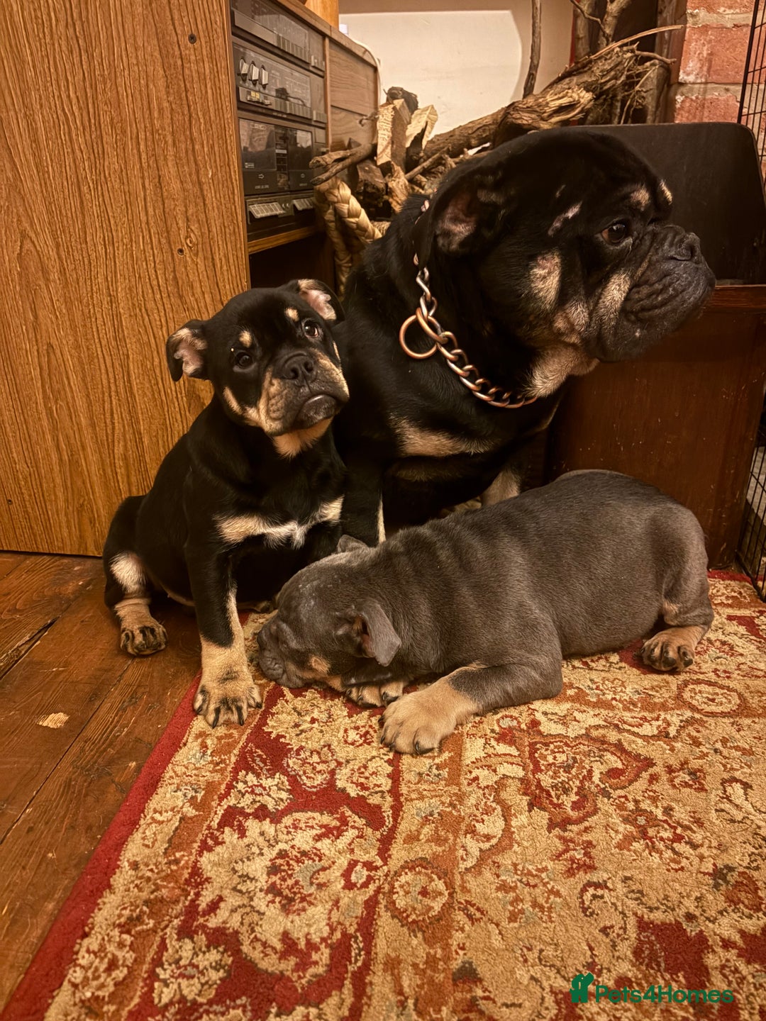 English Bulldog dogs for sale: English Bulldogs - Advert 8