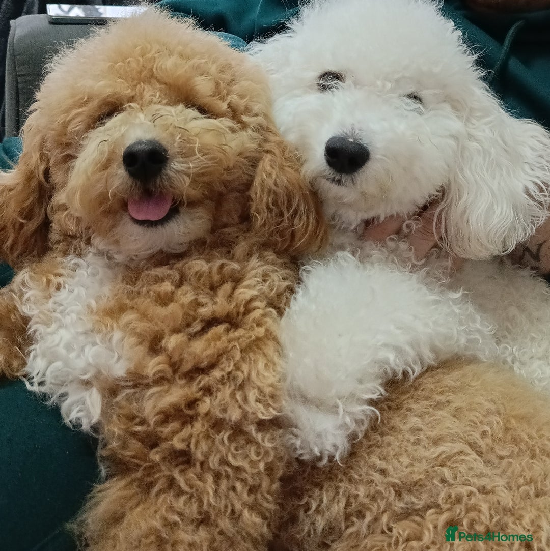 Poochon dogs for sale: Poochon puppies  - Advert 2