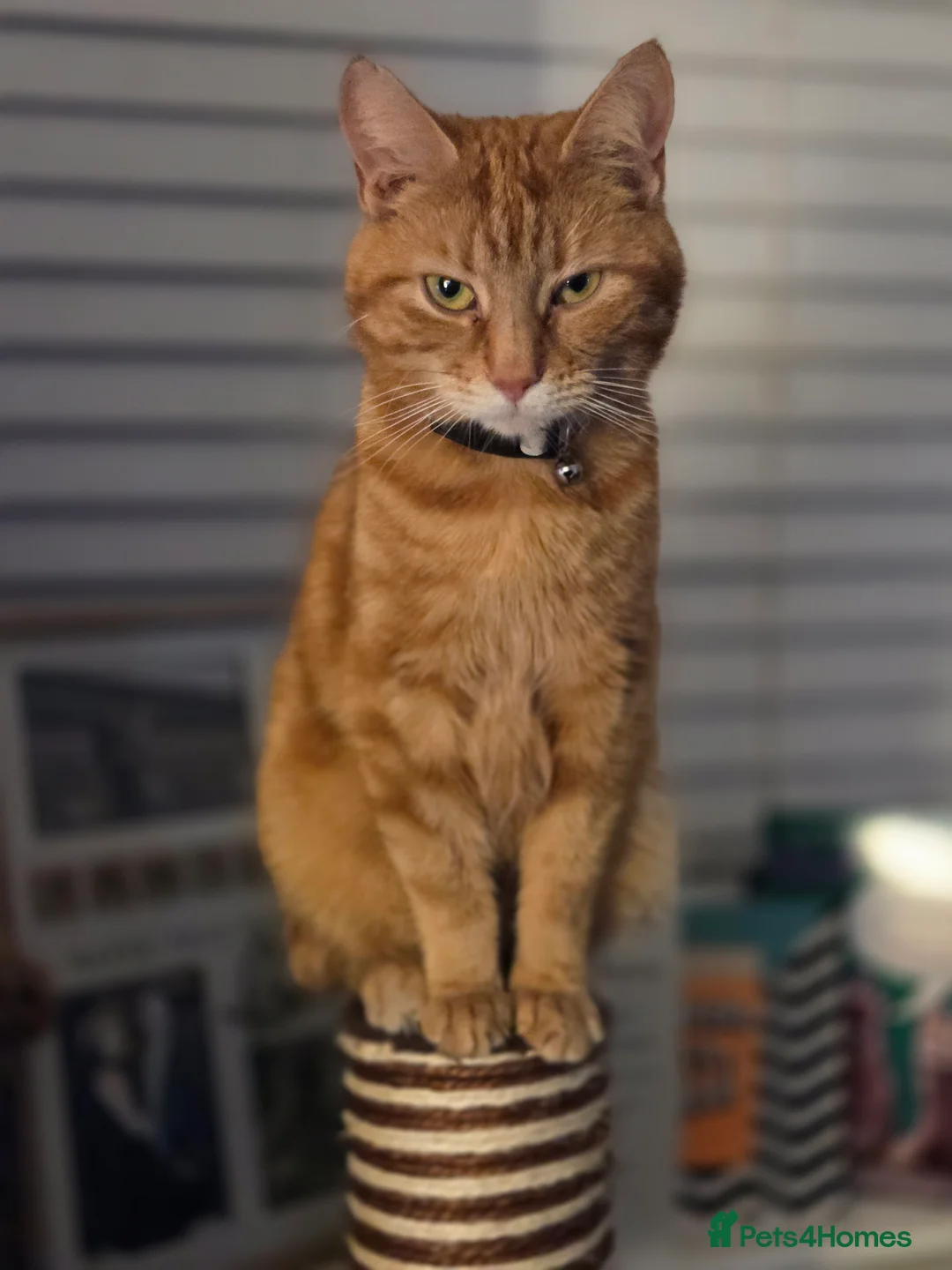 Mixed Breed cats for sale: Stunning male kitten - Advert 2