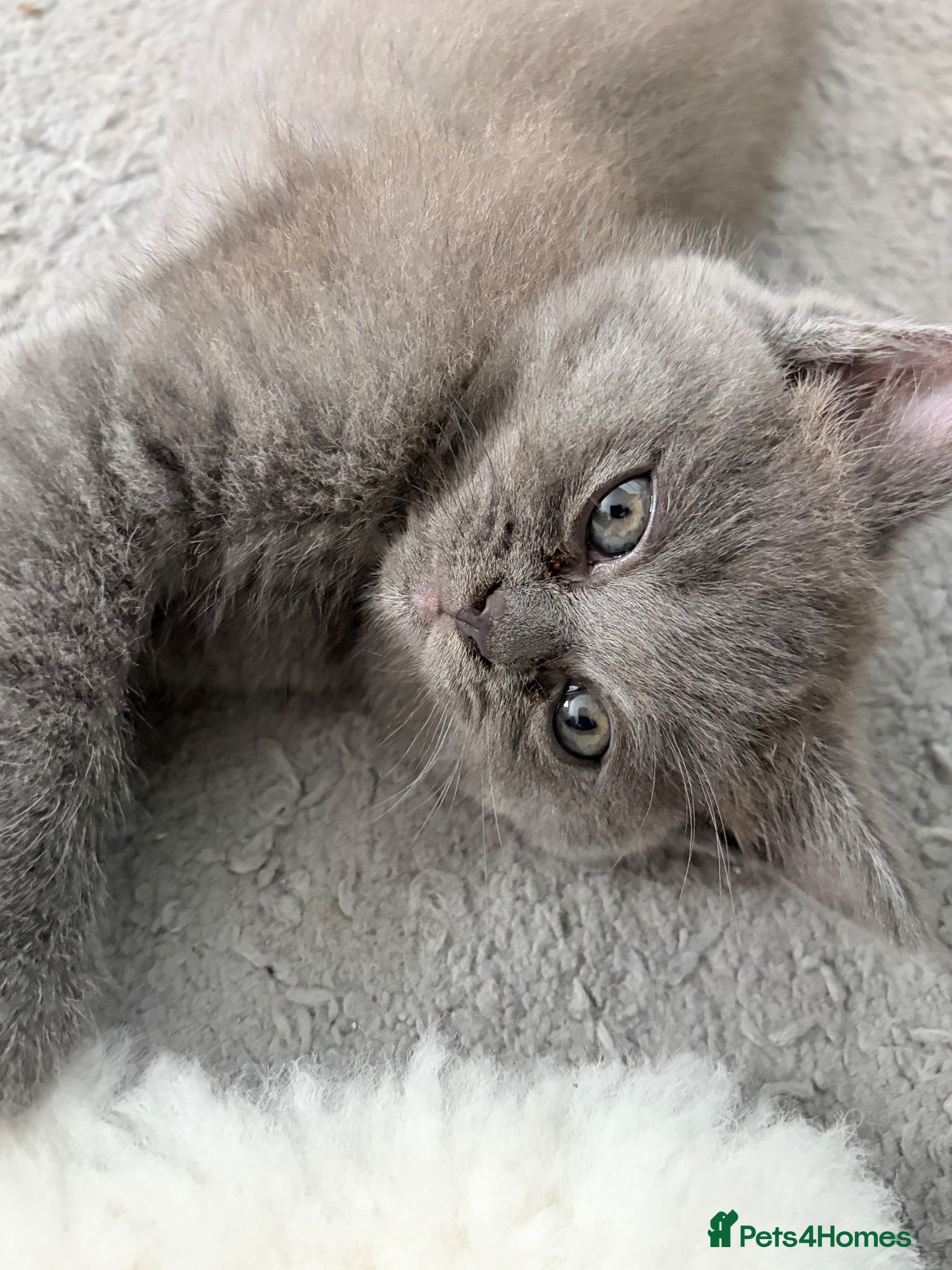 British Shorthair cats Beautiful British Blue shorthair X Ragdoll babies  - Advert 1