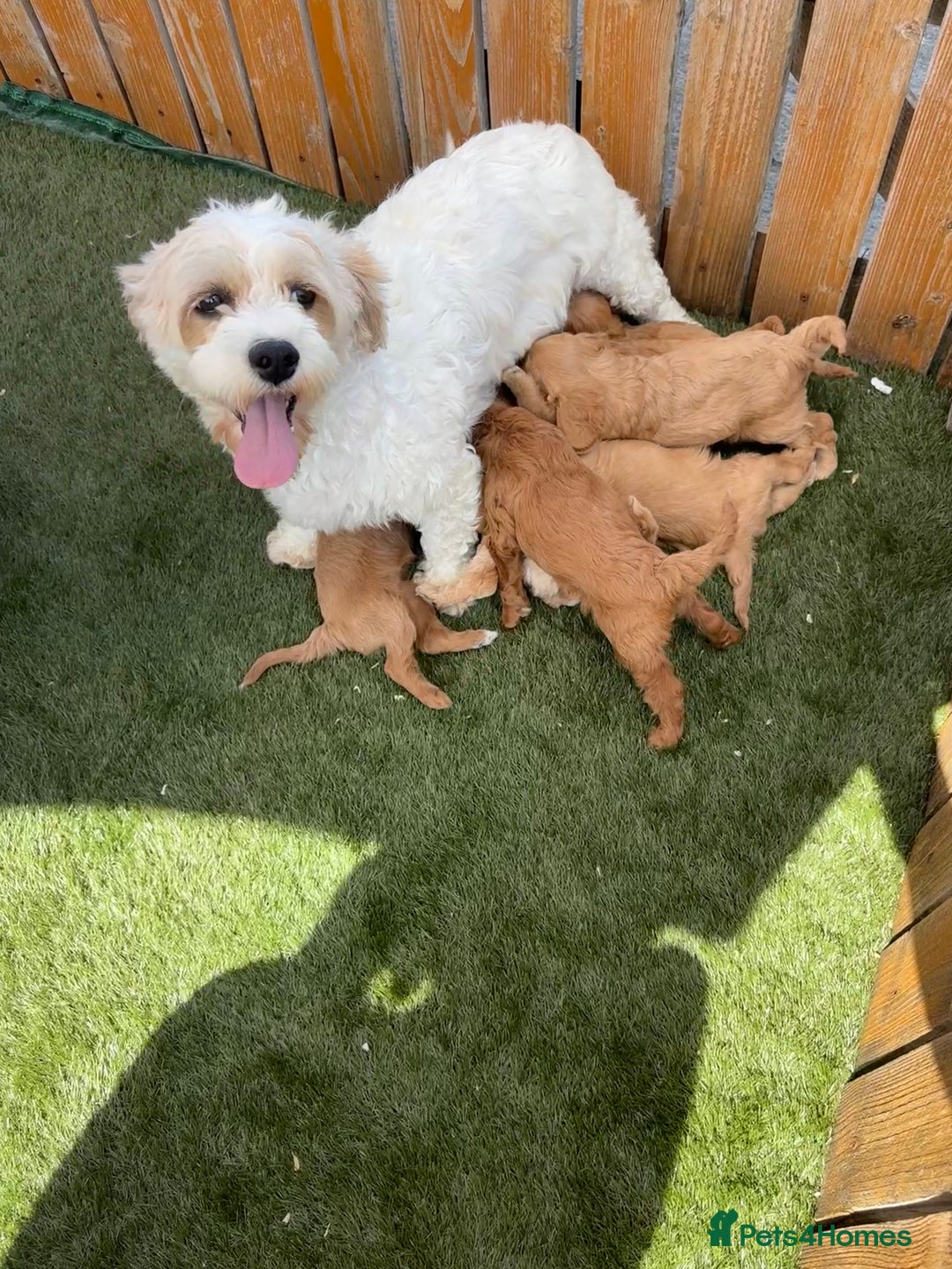 Cavapoochon dogs for sale: Stunning litter of Cavapoochon pups - Image 2