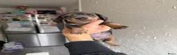 Dachshund dogs for sale: KC Registered Pink/Carrier Miniature Dachshund in Stanford-le-Hope - Advert 10