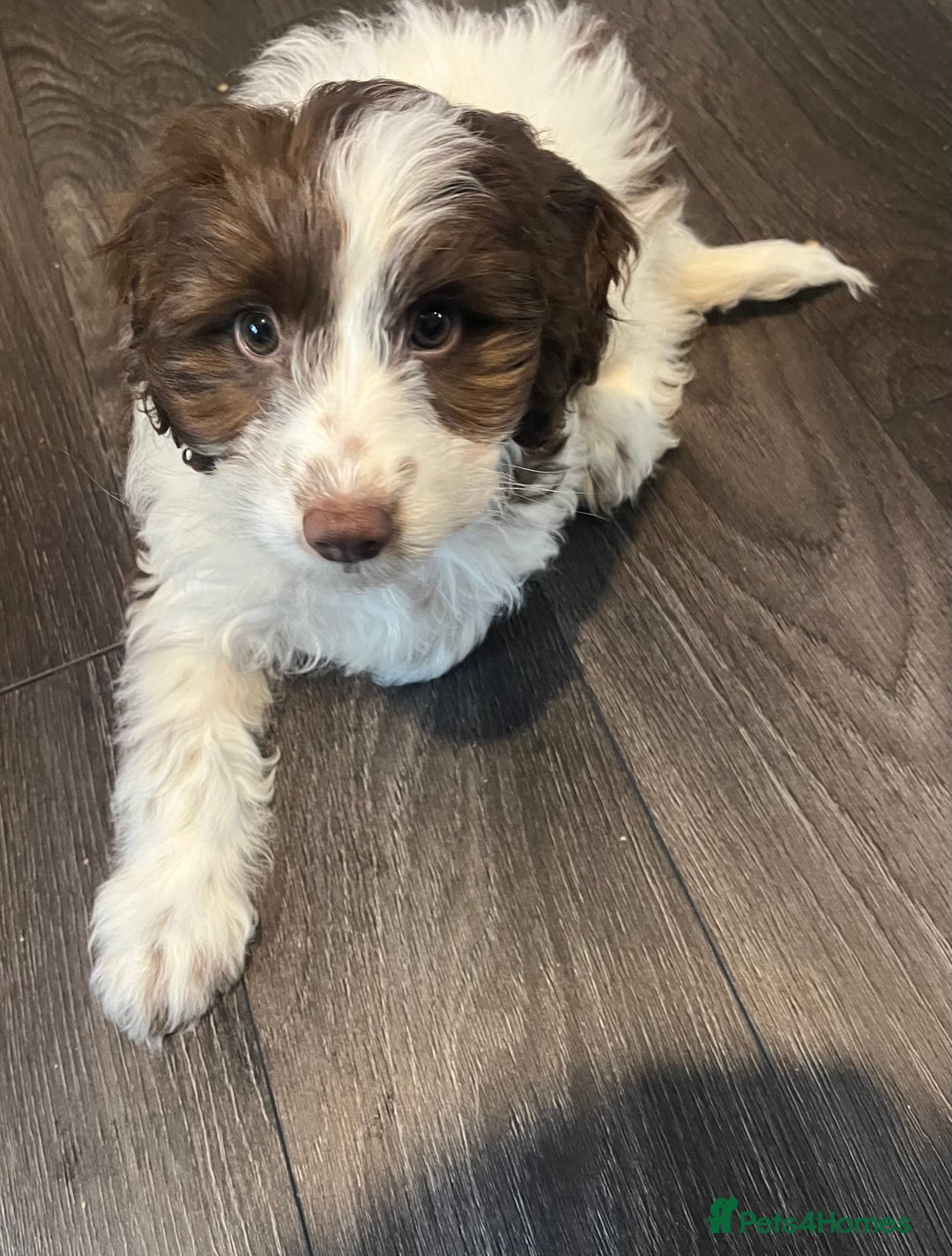 Cockapoo dogs for sale: 11 week old, Female Cockapoo puppy for rehoming - Advert 9