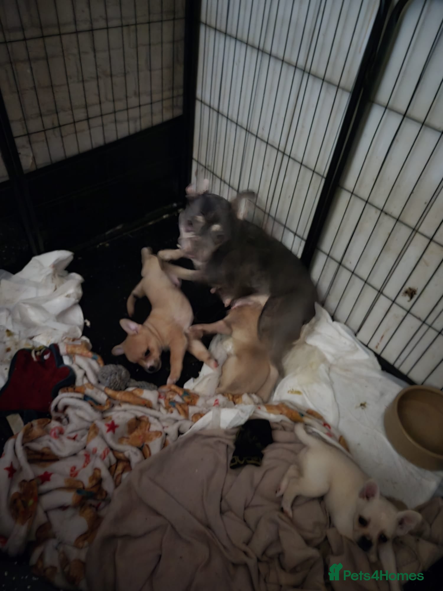 Mixed Breed dogs Frenchie x pom pups ready now - Advert 6
