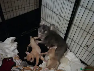 Mixed Breed dogs Frenchie x pom pups ready now - Advert 1