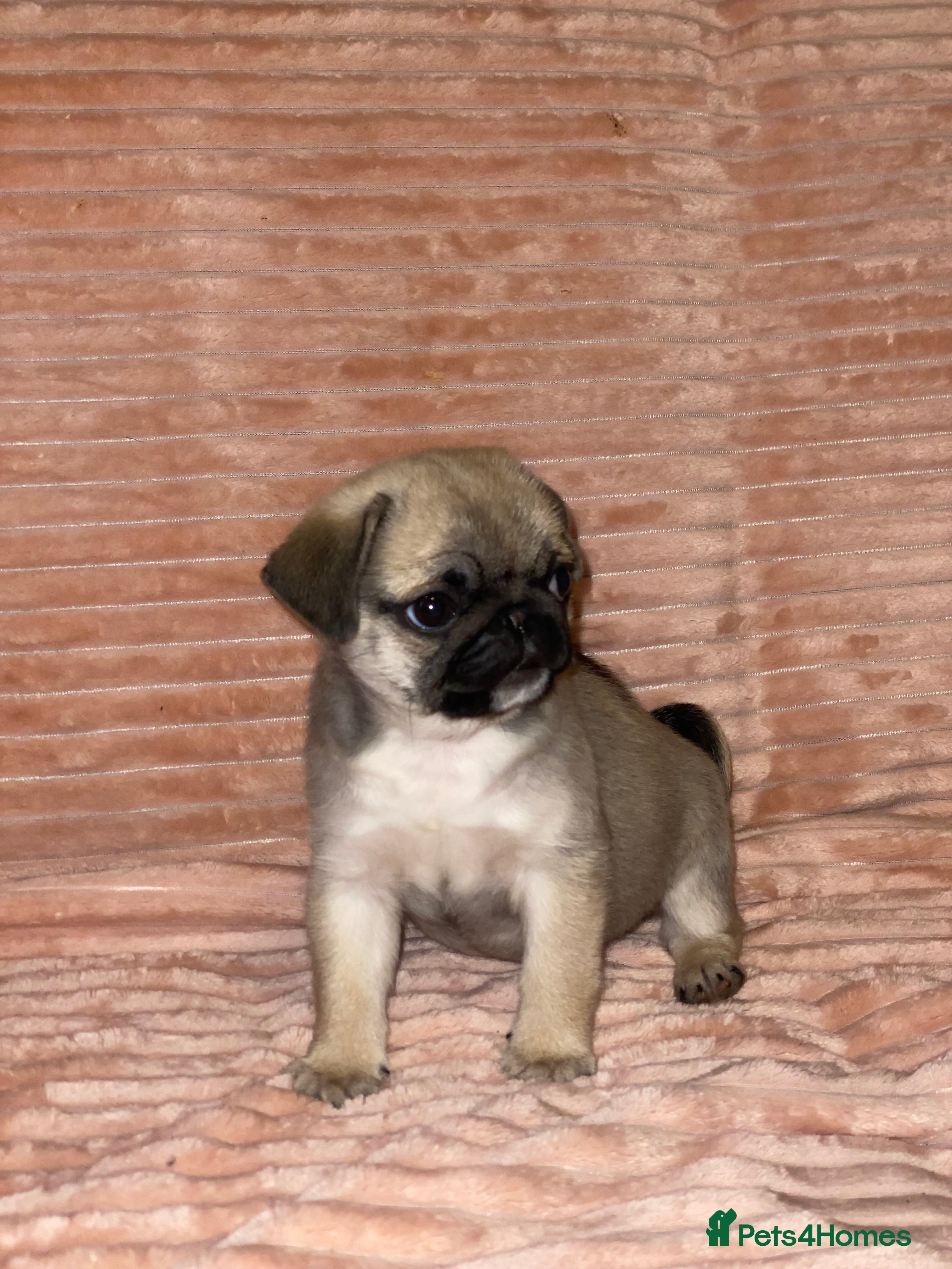 Pug dogs Beautiful Pug Puppy - Advert 3