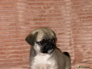 Pug dogs Beautiful Pug Puppy - Advert 1