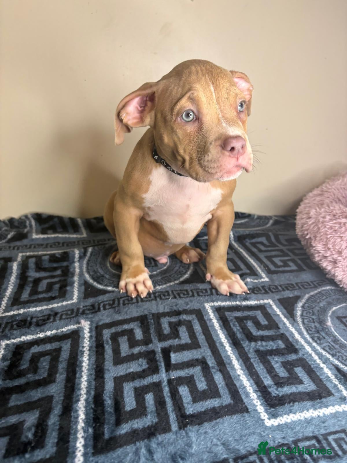 American Bully dogs Quality pocket bullies looking for forever homes - Advert 2