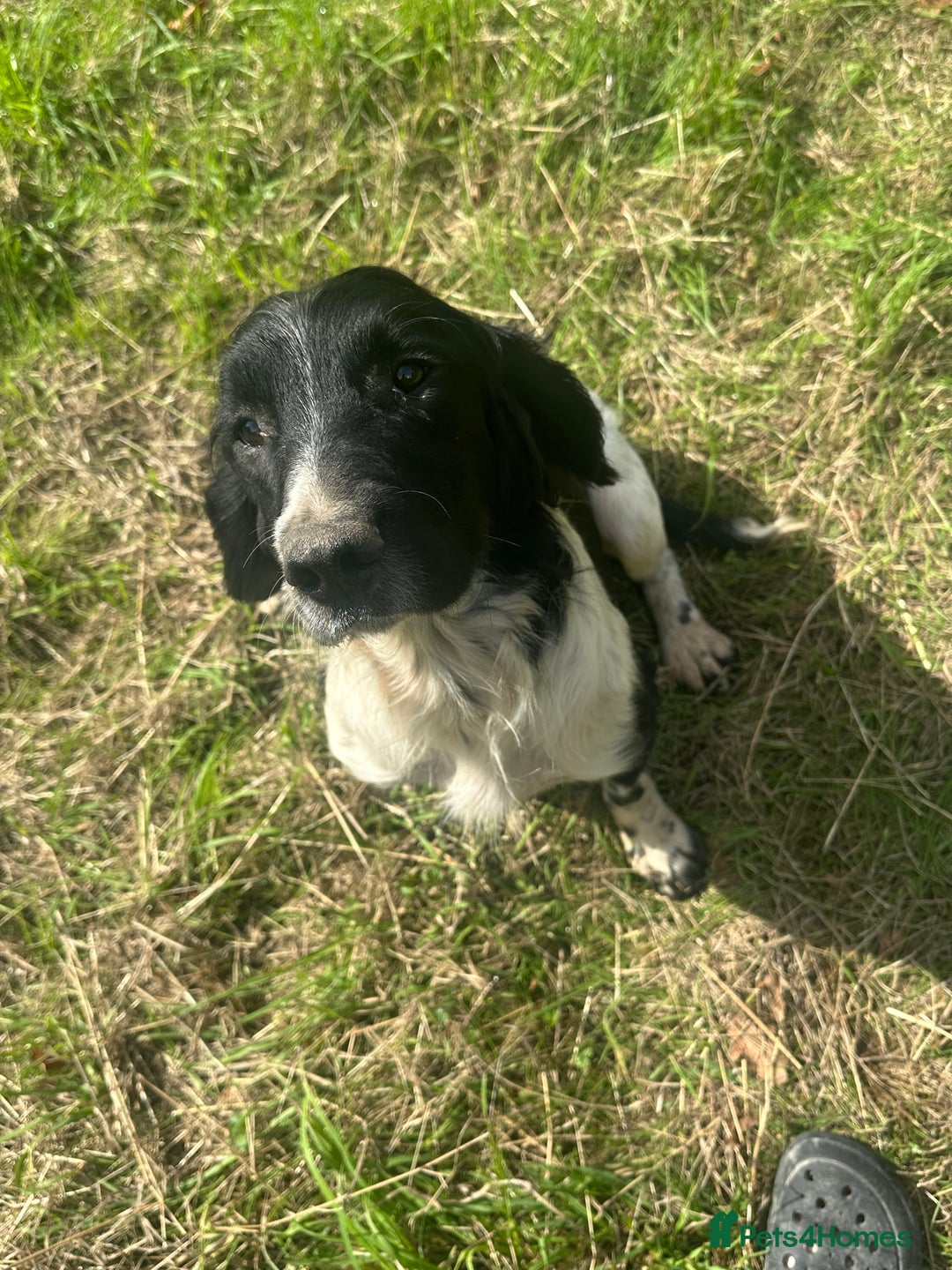 English Springer Spaniel dogs for sale: KC Springer spaniel puppies  - Advert 16