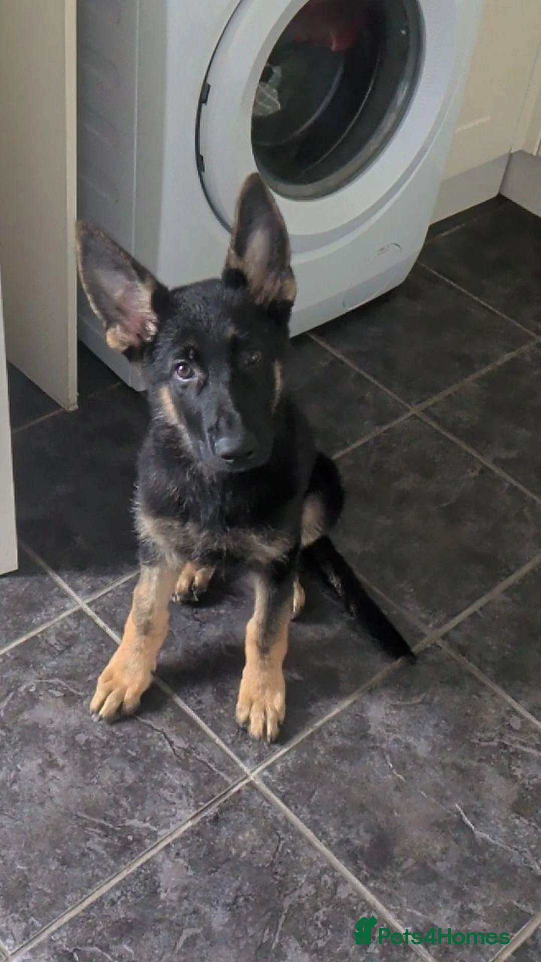 German Shepherd dogs for sale: Thor the German shepherd puppy 4 months old - Advert 15