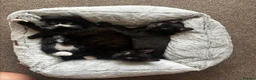 Mixed Breed cats for sale: Lovely 8-Week-Old Kittens (Flea/Worm Treated)⁠ in Chigwell - Advert 4