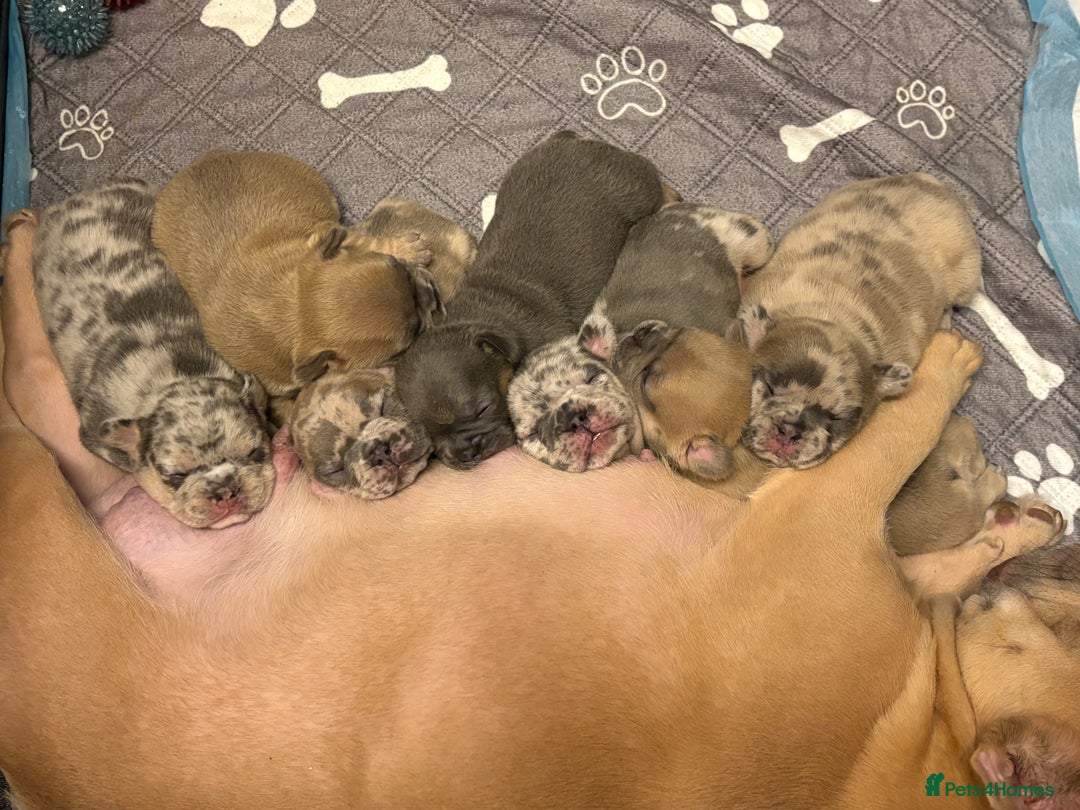 French Bulldog dogs for sale: FRENCH-BULLDOG LITTER  - Advert 1