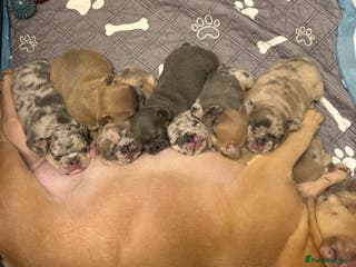 French Bulldog dogs FRENCH-BULLDOG LITTER - Advert 17