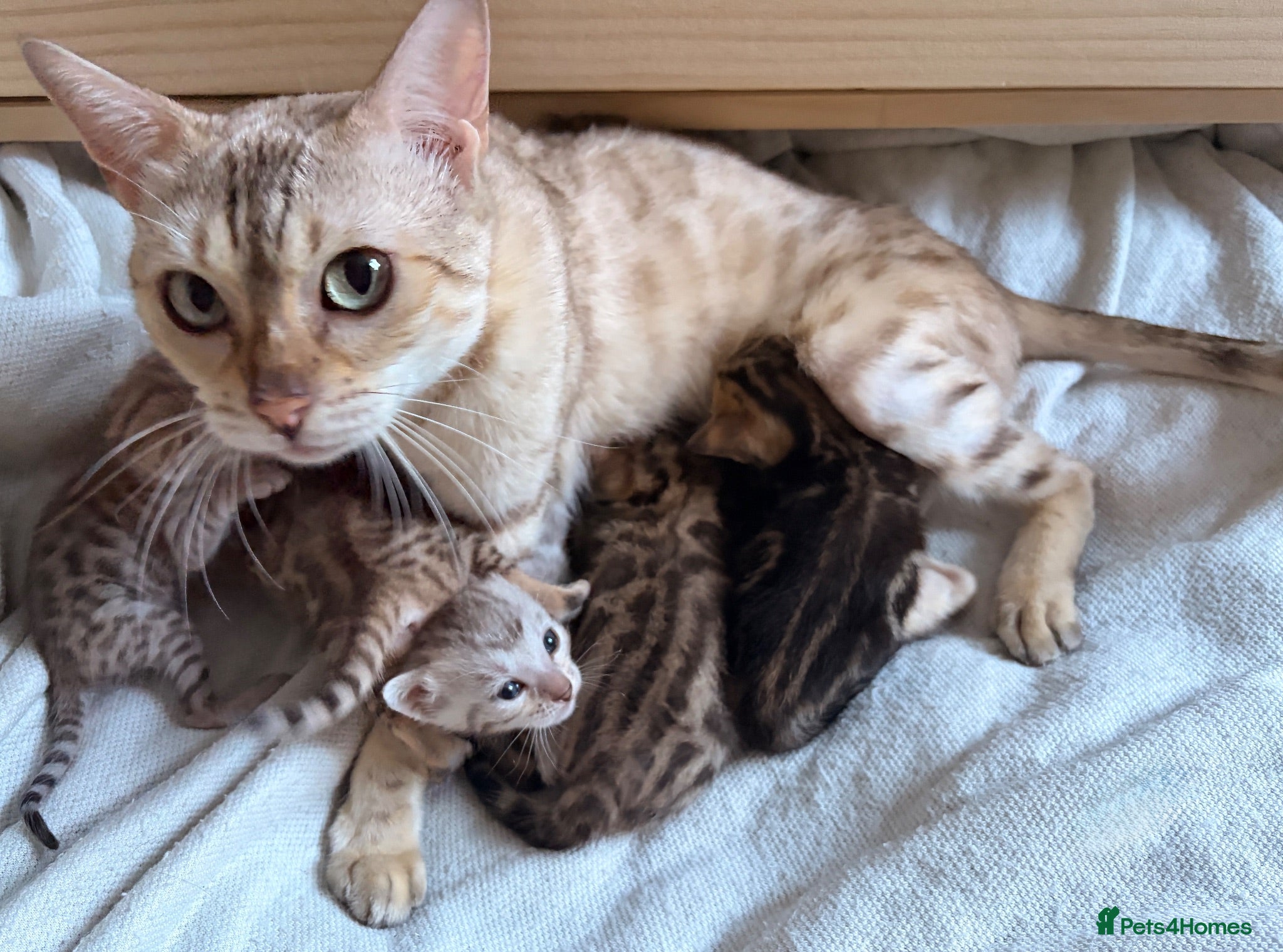 Bengal cats Bengal Kittens - Advert 8