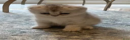 Scottish Fold cats for sale: Pure Scottish Fold  - Advert 13