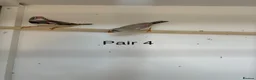 Finches birds for sale: Zebra finch breeding pairs  - Advert 8