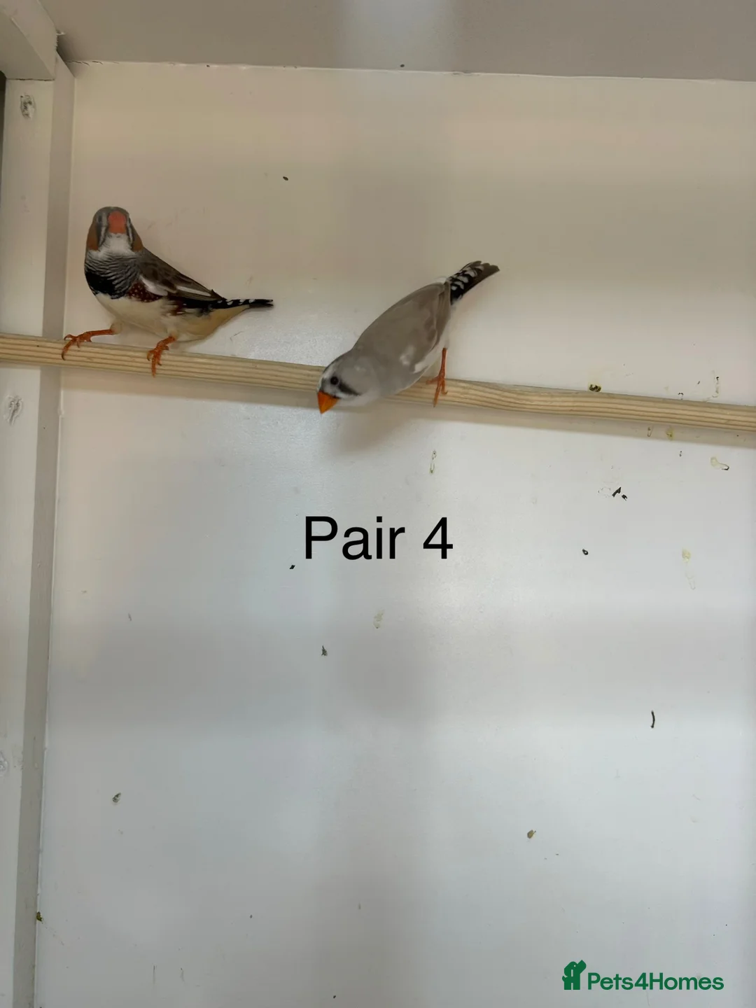 Finches birds for sale: Zebra finch breeding pairs  - Advert 8