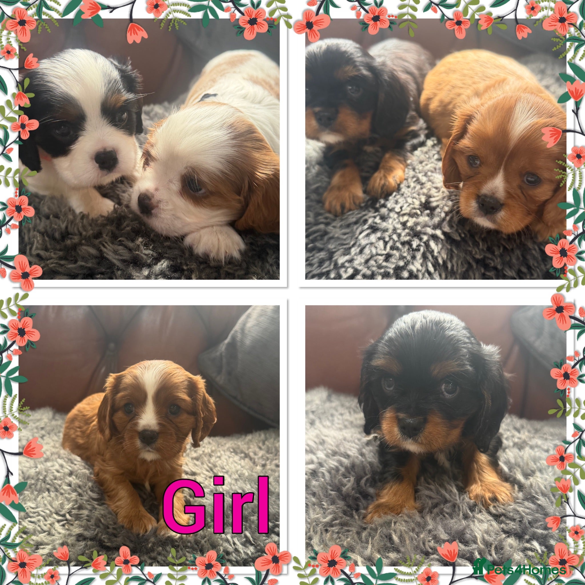 Cavalier King Charles Spaniel dogs King Charles cavalier puppies  - Advert 1