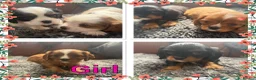 Cavalier King Charles Spaniel dogs for sale: King Charles cavalier puppies  - Advert 1