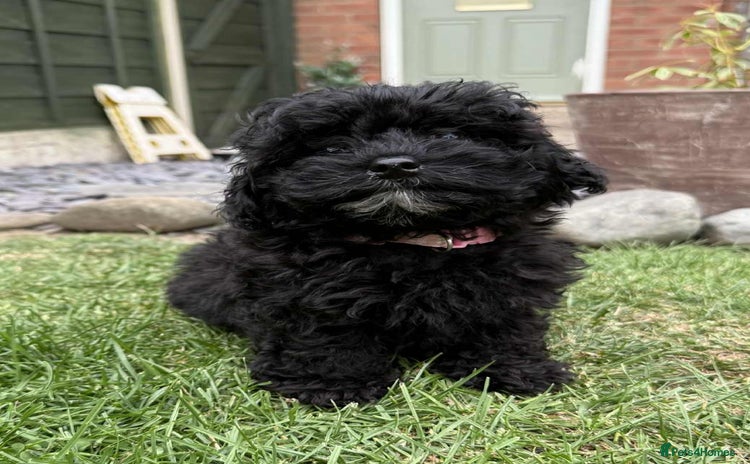 Toy Poodle dogs - Advert 16