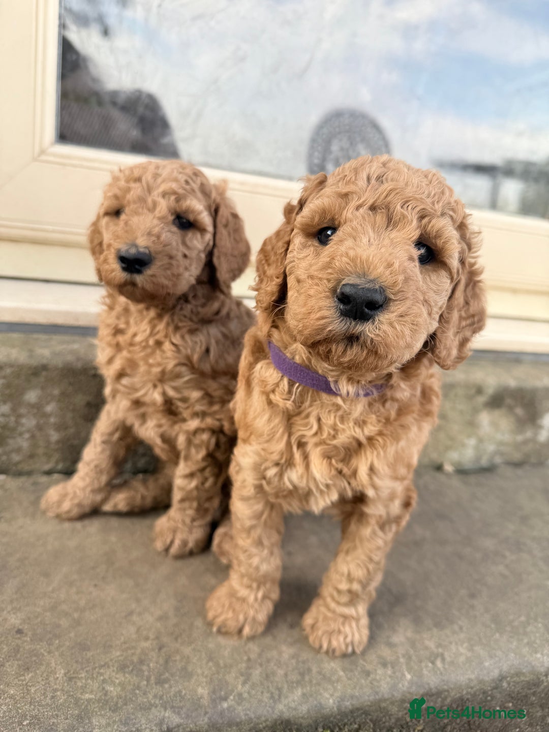 Irish Doodle dogs for sale: 6 beautiful F1b Irish Doodle puppies ❤️🐶 - Image 8