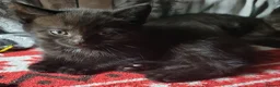Domestic Shorthair cats for sale: Ready to Fly the Nest  - Advert 25