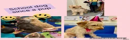 Labradoodle dogs for sale: School Dog Rare Multigen F3 Labradoodles - Advert 2