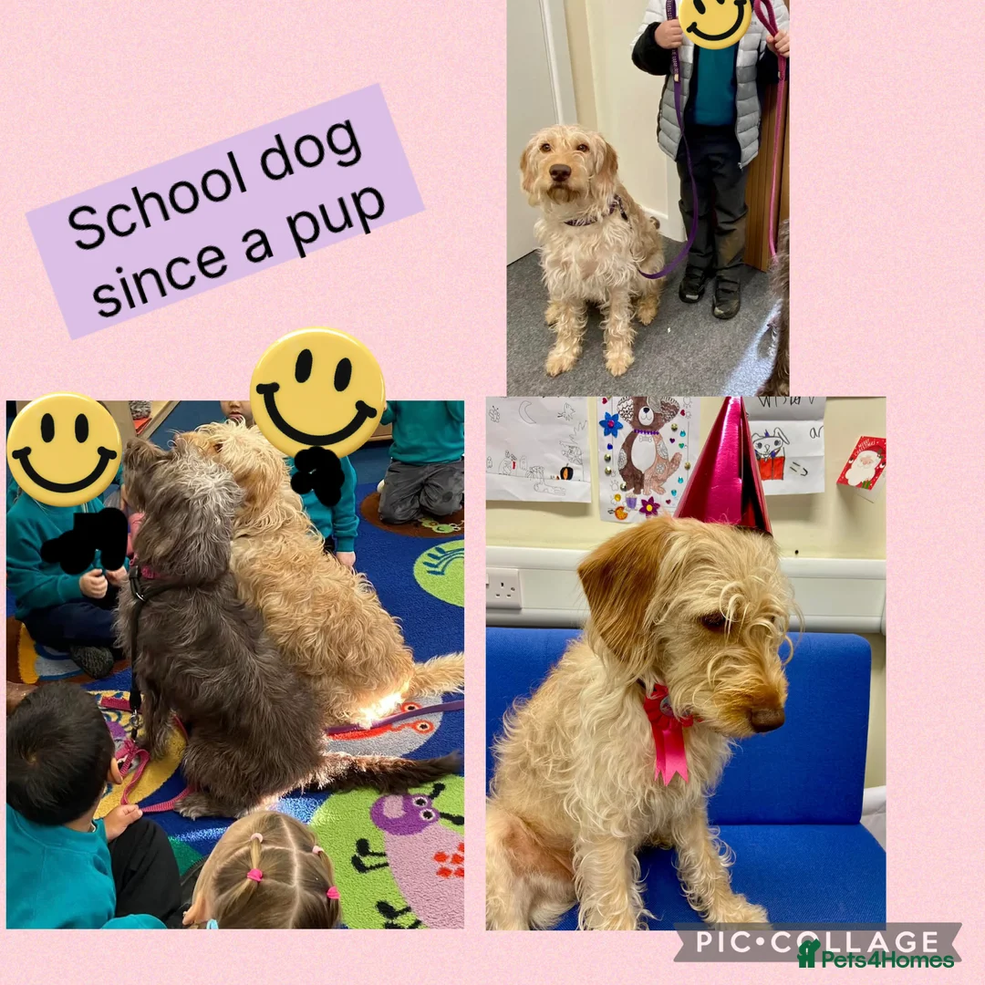 Labradoodle dogs for sale: School Dog Rare Multigen F3 Labradoodles - Advert 2