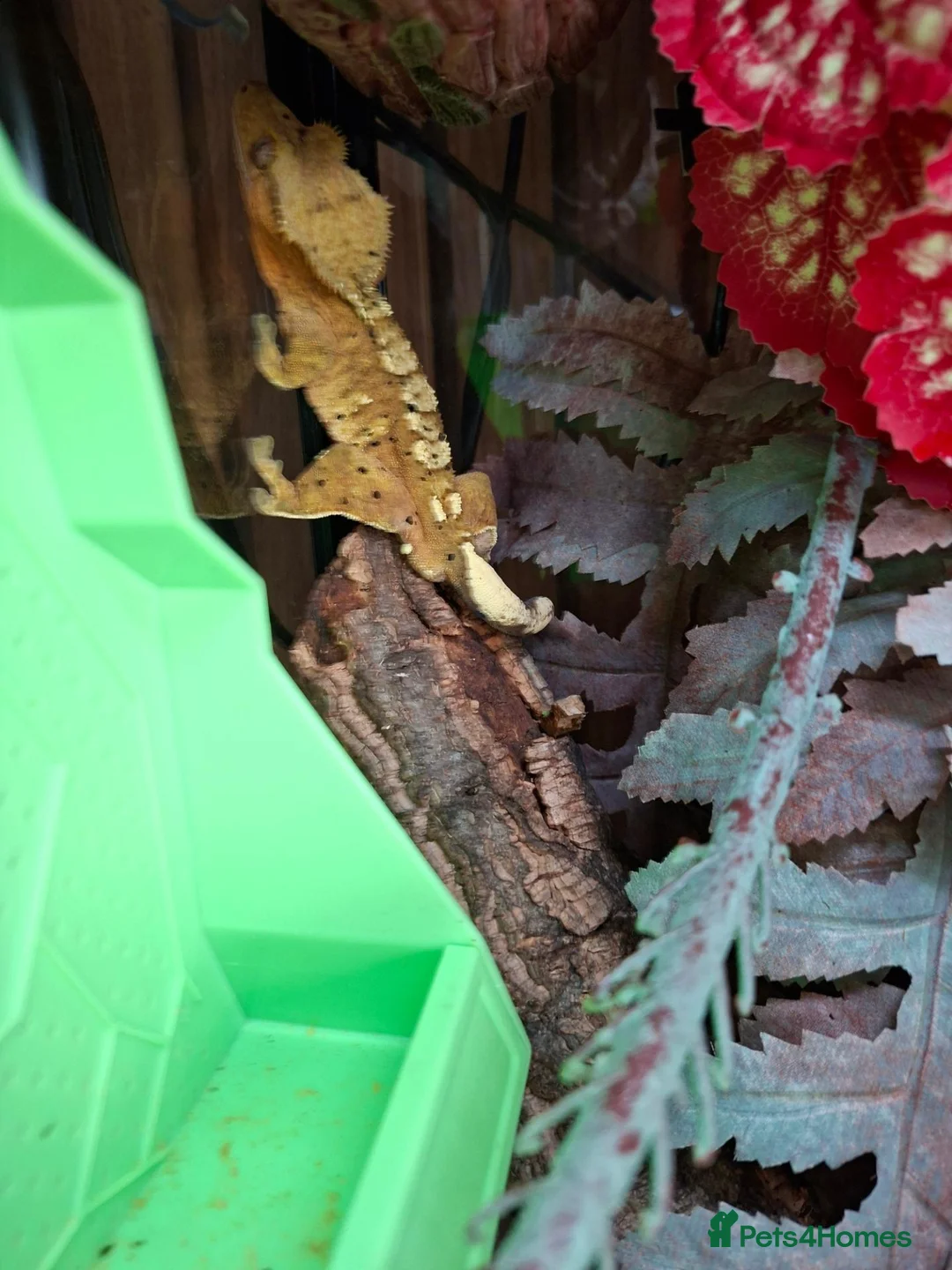Gecko reptiles for sale: Crested gecko male  in Stanley - Advert 5