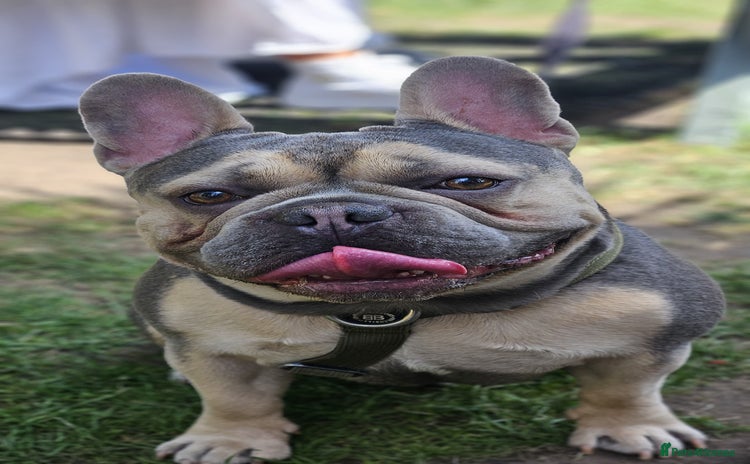 French Bulldog dogs in Chesterfield - Advert 2