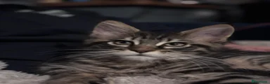 Maine Coon 4