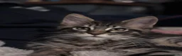Maine Coon cats for sale: Adorable Maine Coon Kittens in Leicester - Advert 10