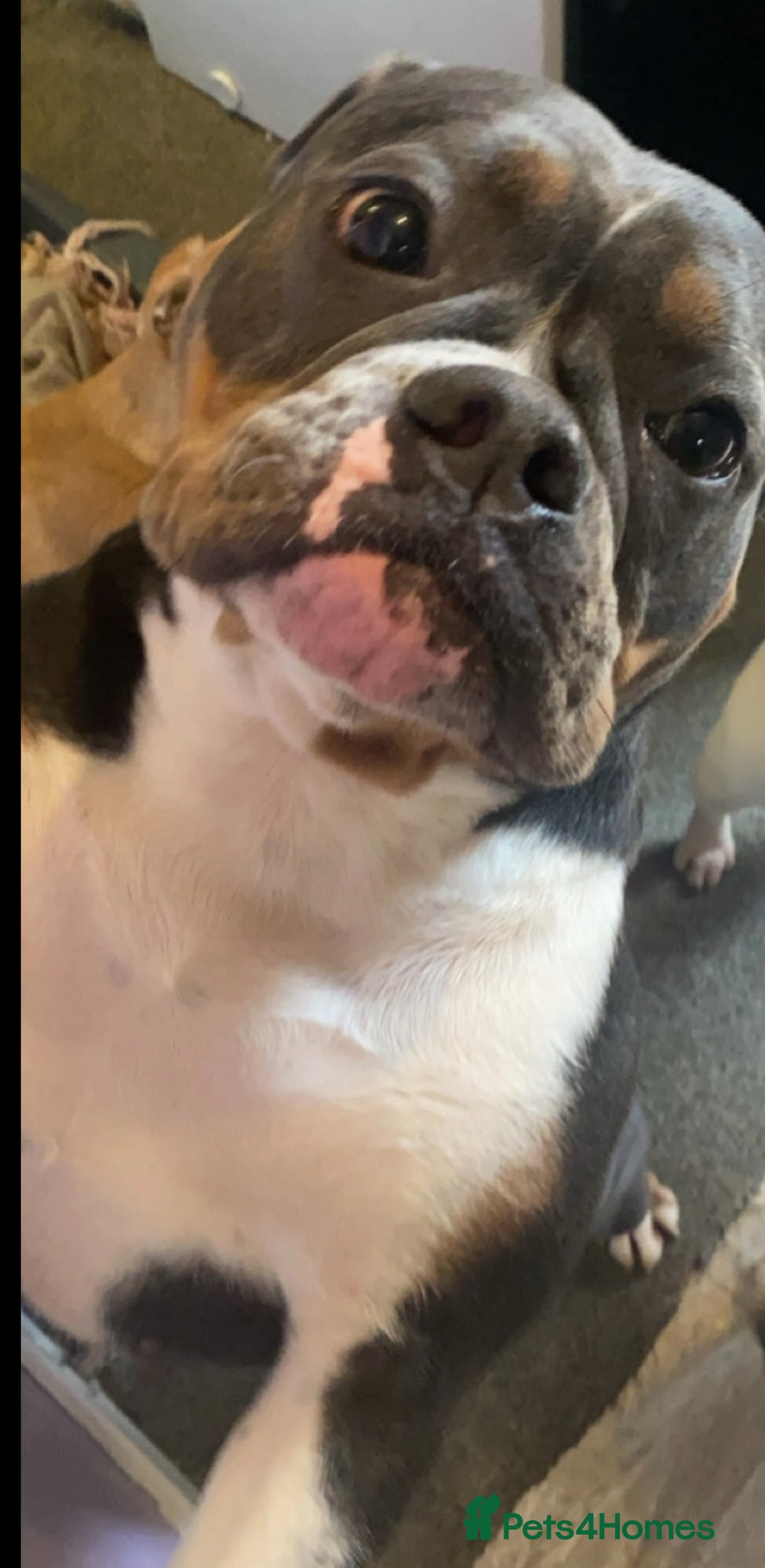 Olde English Bulldogge dogs for sale: ‼️⭐️LAST 2⭐️‼️OEB PUPS- Jabbed & Chipped - Image 9