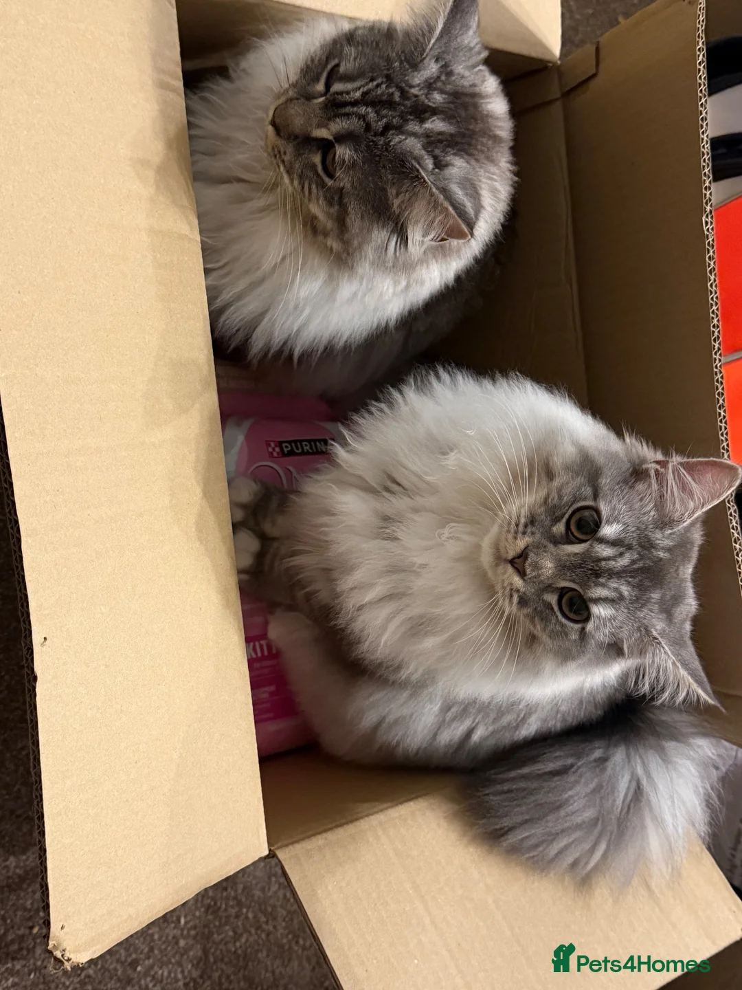 Mixed Breed cats for sale: Loving home wanted for Luna❤️ in Tonypandy - Advert 2