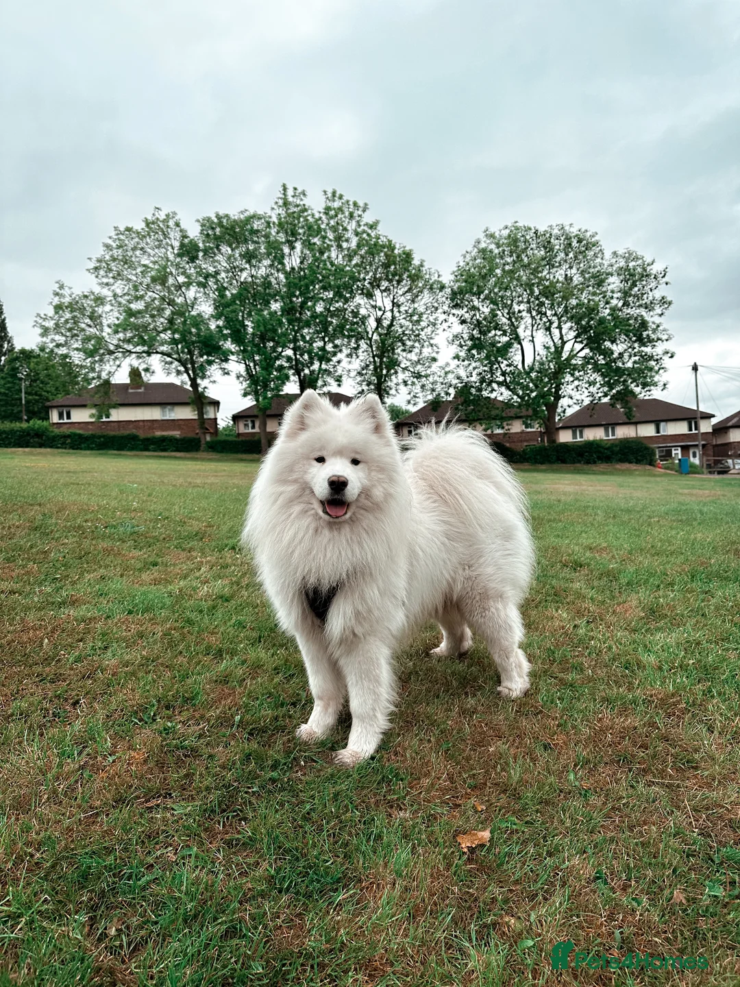 Samoyed dogs for stud: KC Registered Pedigree Samoyed Stud  - Advert 2
