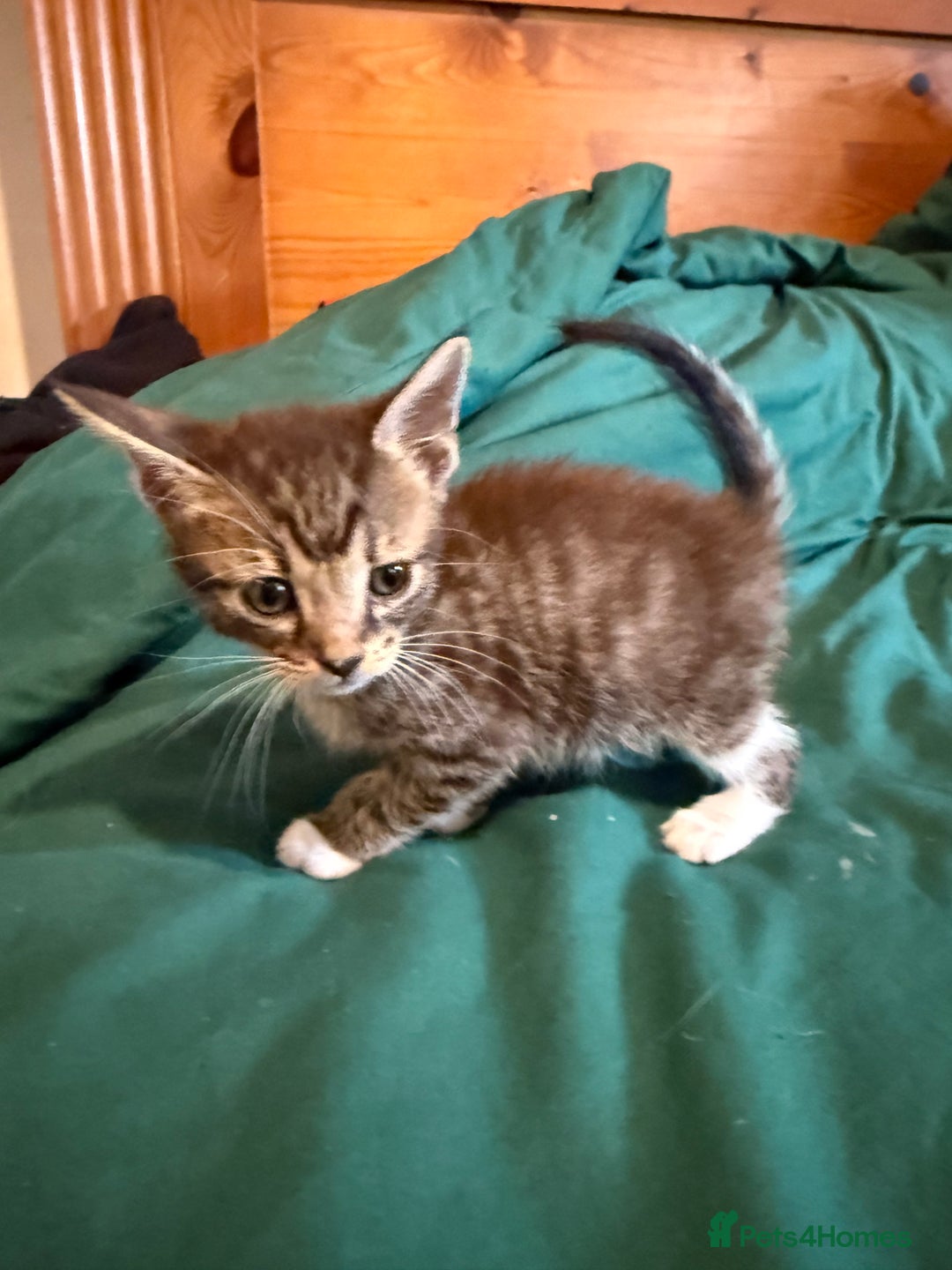Mixed Breed cats for sale: 5 beautiful European short hair calico tabby’s  - Image 18