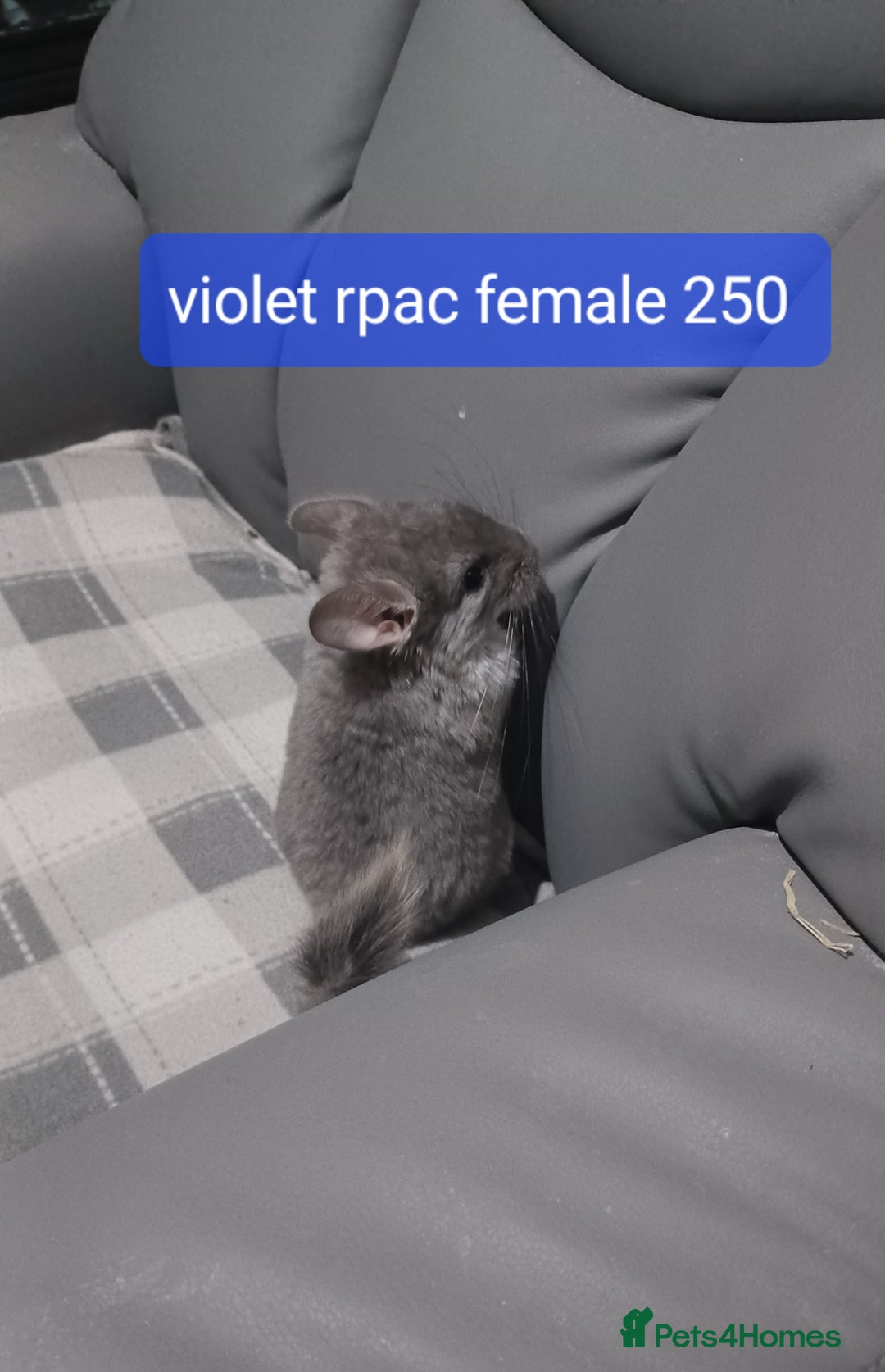 Chinchilla rodents for sale: Chinchilla kits to reserve  - Advert 4