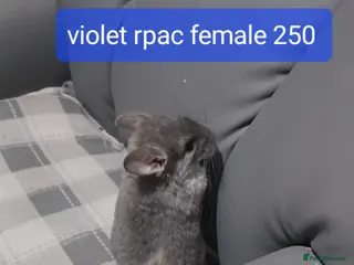 Chinchilla rodents Chinchilla kits to reserve - Advert 5