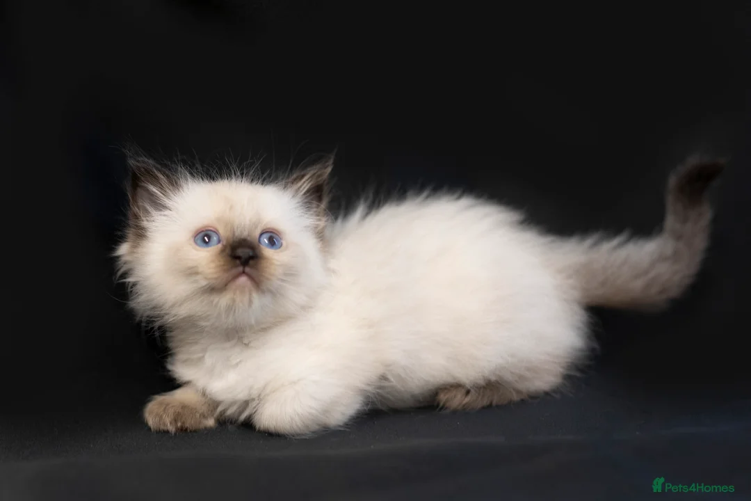 Ragdoll cats for sale: Ragdoll kittens bi color - Advert 24