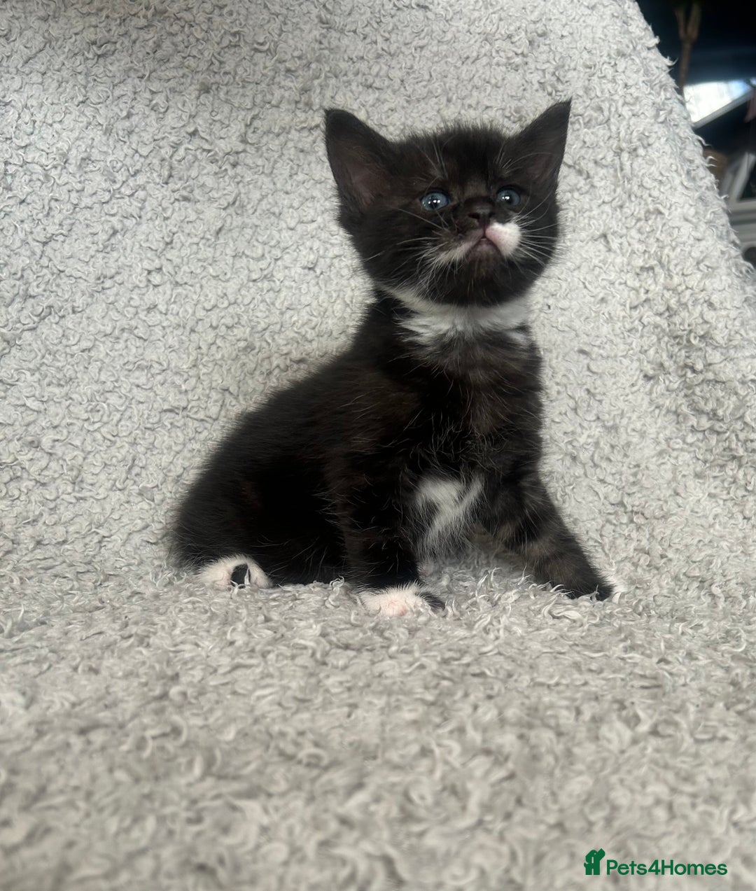 Norwegian Forest Cat cats for sale: BLACK&SILVER NORWEGIAN BOY LEFT  - Advert 2