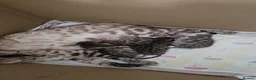 Bengal cats for sale: - Bengal Cross Kittens — Ready for New Homes in Chesham - Advert 1