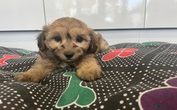 Cavapoochon dogs for sale: Beautiful Cavapoochon puppies for sale  - Image 9