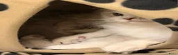 Ragdoll cats for sale: European Ragdoll bi colour  - Advert 2