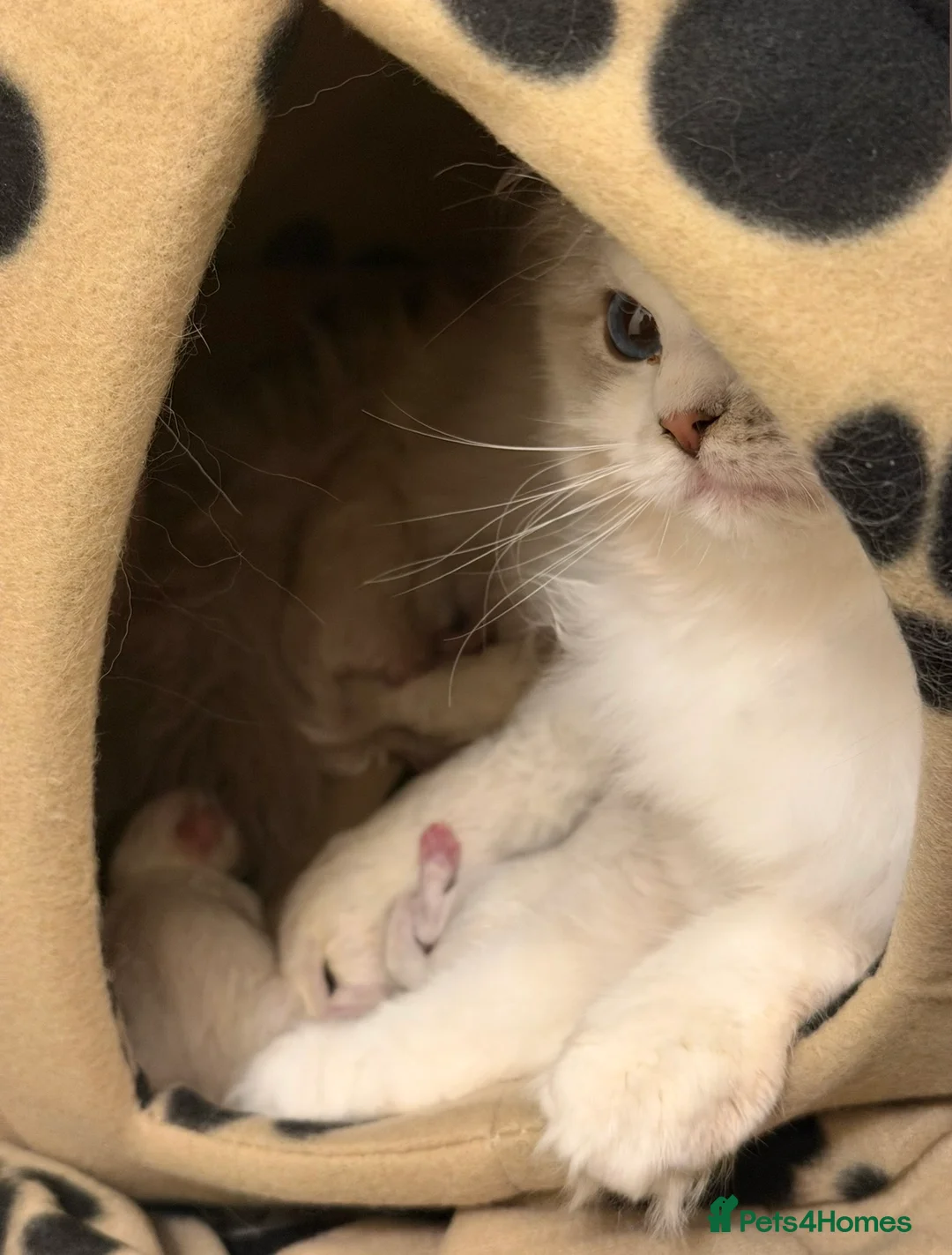 Ragdoll cats for sale: European Ragdoll bi colour  - Advert 2
