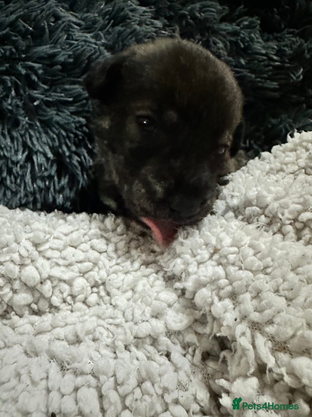 Mixed Breed dogs for sale: Husky staffy cross puppy - Advert 26