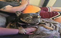 French Bulldog dogs for sale: 4yr old neutered pedigree male french bulldog - Advert 5