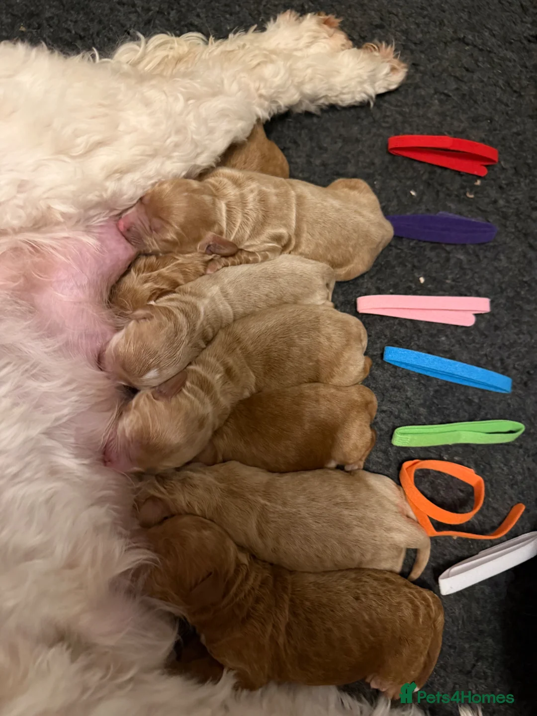 Australian Labradoodle dogs for sale: Arrival 100% Pure bred Australian Labradoodle  - Advert 7