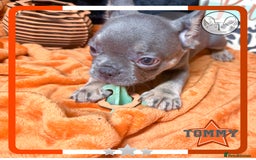 French Bulldog dogs for sale: Hello Pumpkin KC Frenchie Bulldogs A* Ready Soon! - Image 28