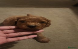 Cavapoo dogs for sale: 🐾 F1B Cavapoo Puppies – Ready 5th September 🐾 - Image 6